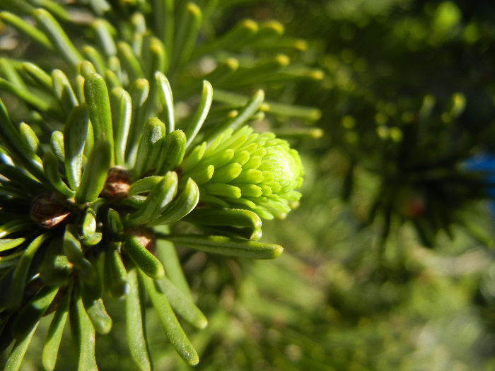 Abies nordmanniana (2013, May 01) - Abies nordmanniana