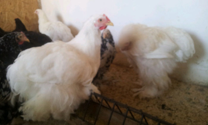 20130501_1705441126545989