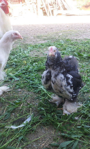 20130501_1709261121731945