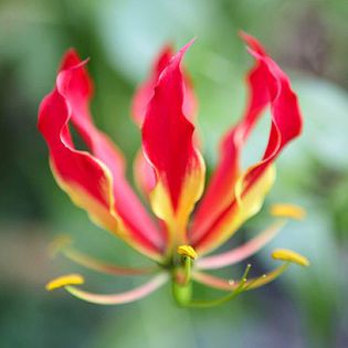 gloriosa superba; You can't help but be wowed by gloriosa lily's fantastical flowers. This climbing vine offers spidery blooms that look a bit like fireballs because the petals curve back and appear in glowing shades o
