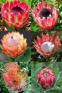protea africana - 08protea africana