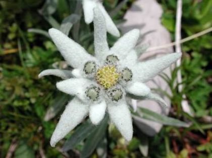 EDELWEISS Leontopodium Alpinum Flower Seeds - 05floare de colt