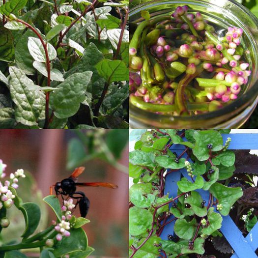 Climbing Malabar Spinach 30 seeds