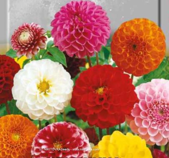 50  Flower Seeds Double Dahlia Poponna Mixture Organic Flowers Seed Mi - 04dalii ponpon