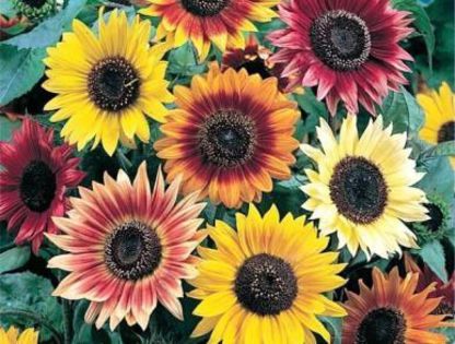 SUNFLOWER SEEDS - AUTUMN BEAUTY - FLOWER SEEDS - 25 FRESH SEEDS - 06floarea soarelui decorativa