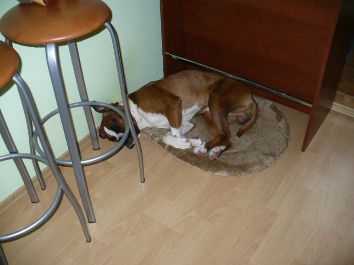 8 februarie - Bobby 2013