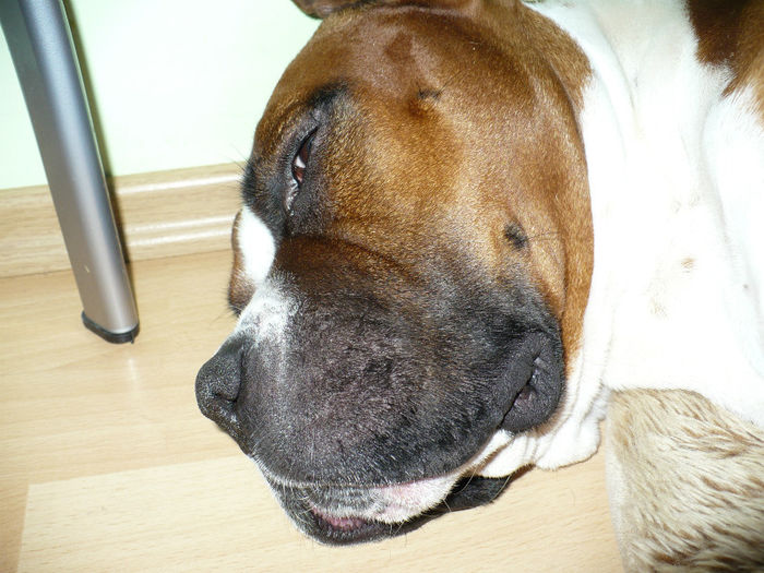 P1410996 - Bobby 2013