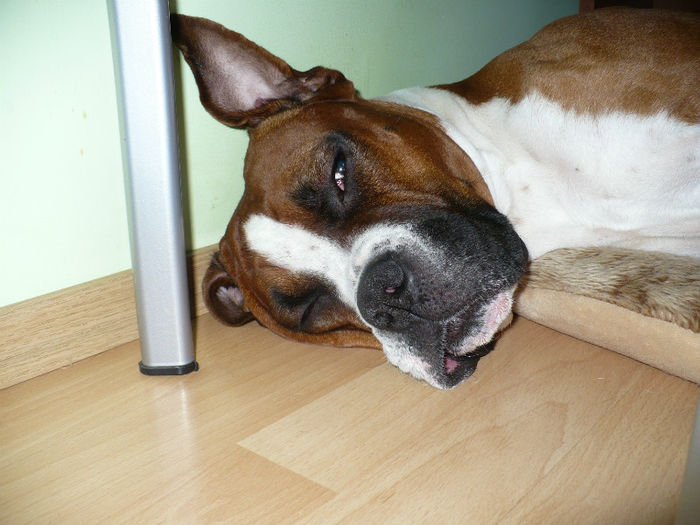 P1410997 - Bobby 2013