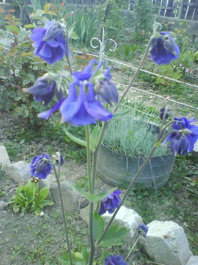 caldaruse - flori  diverse