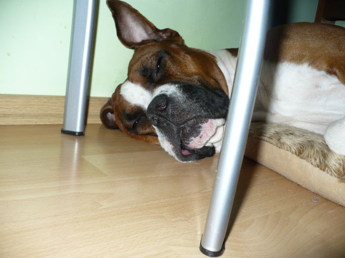 P1410998 - Bobby 2013