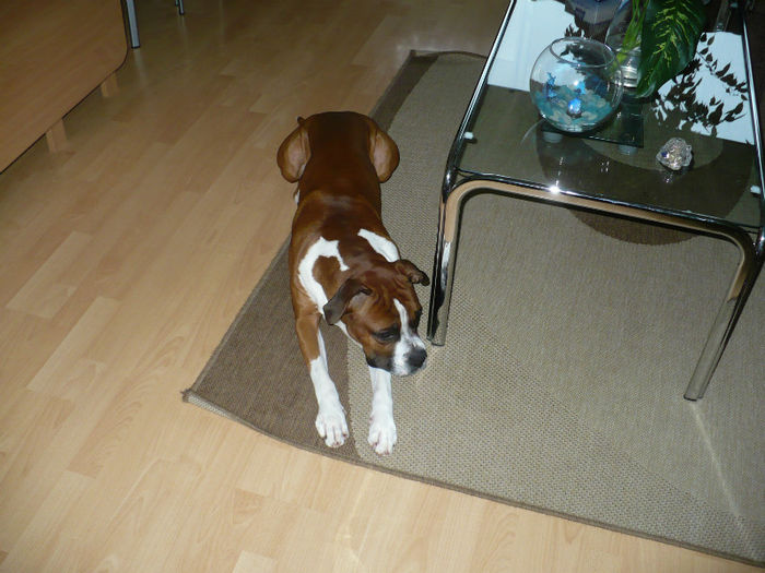 P1420005 - Bobby 2013