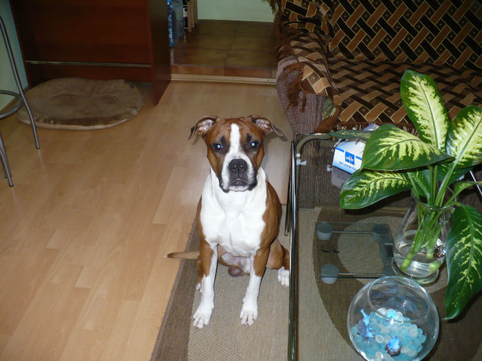 P1420007 - Bobby 2013