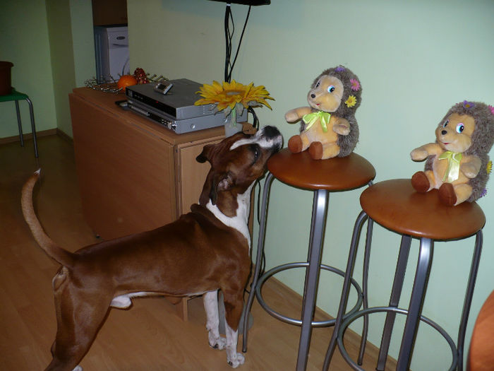 P1420014 - Bobby 2013