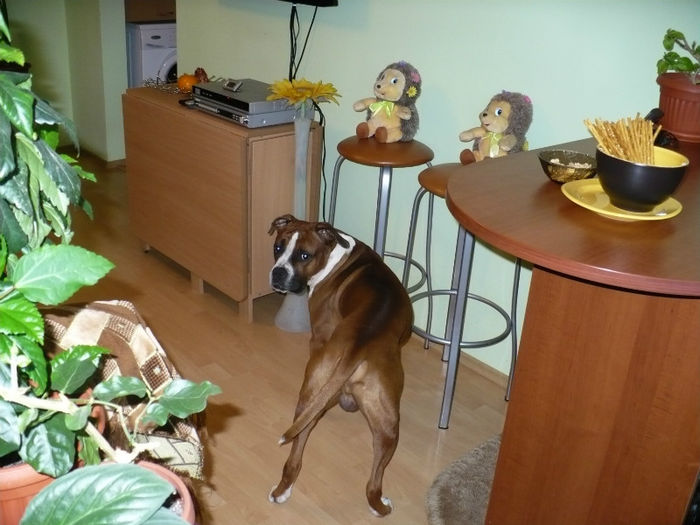 P1420018 - Bobby 2013