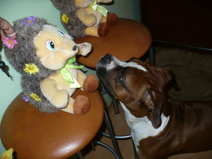 P1420020 - Bobby 2013