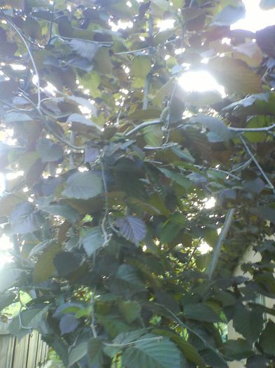 alun cu  frunza  rosie