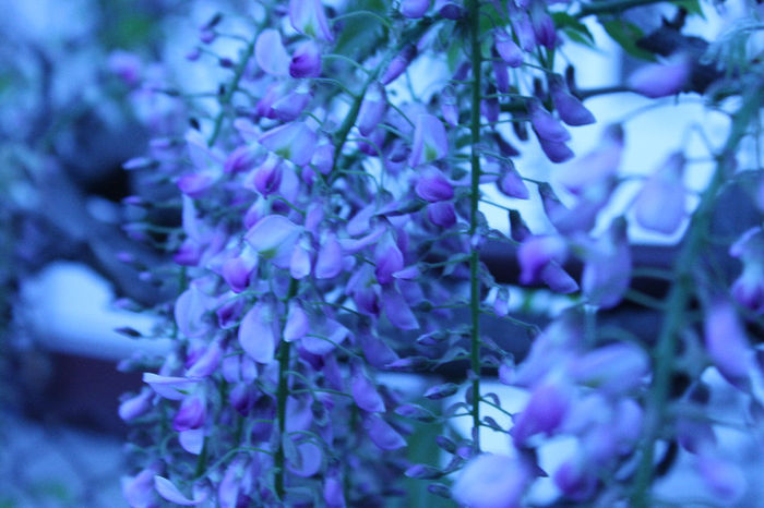 057; A inflorit wisteria 30.04.2013
