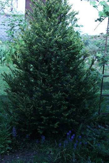 124; taxus
