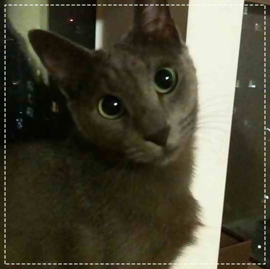 # {isi freaca capul de Tae :o3} Meow :o3.