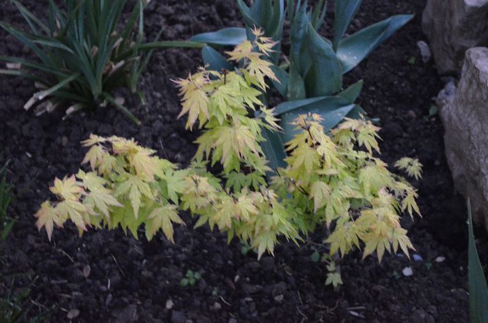 DSC_0947 - 1Gradina mult visata