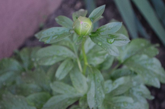 DSC_0948 - 1Gradina mult visata