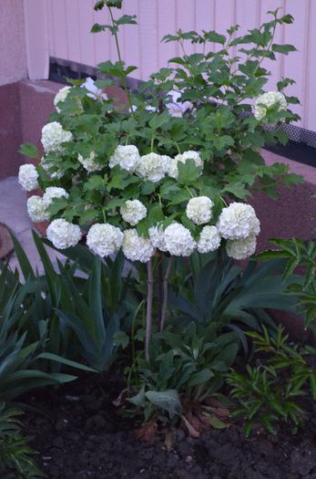 DSC_0949 - 1Gradina mult visata