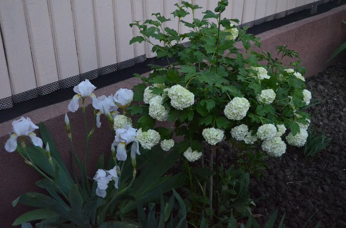 DSC_0941 - 1Gradina mult visata