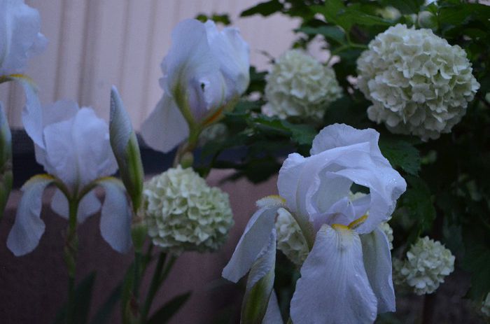 DSC_0937 - 1Gradina mult visata