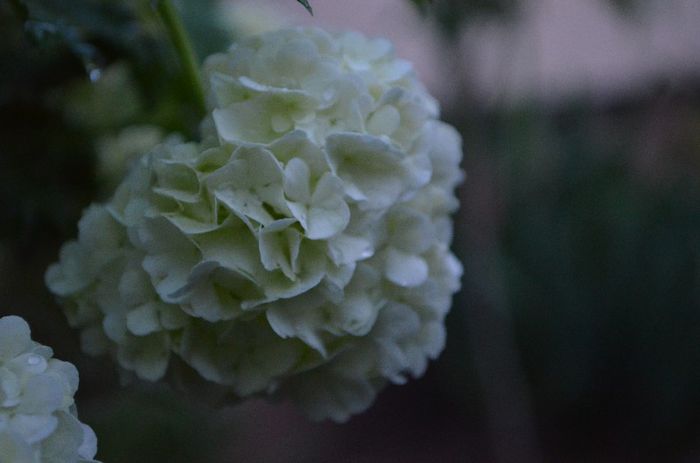 DSC_0938 - 1Gradina mult visata