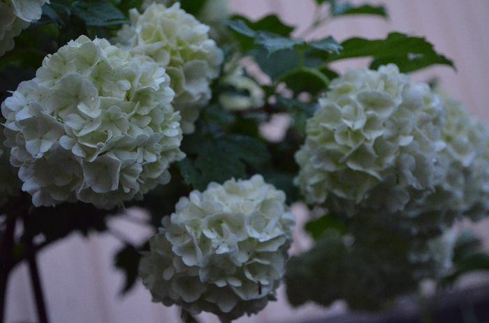 DSC_0939 - 1Gradina mult visata