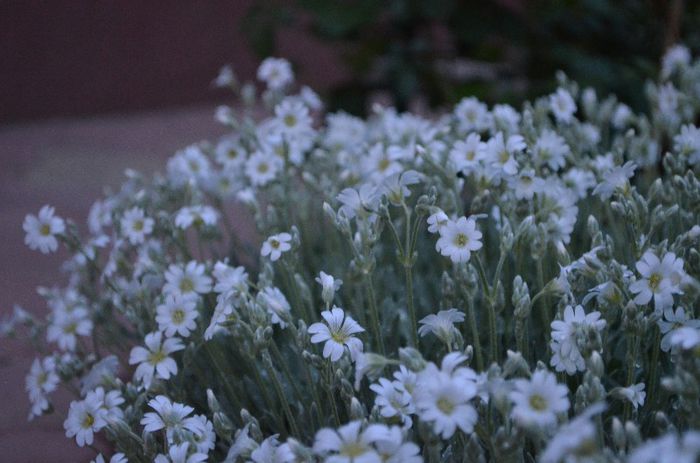 DSC_0951 - 1Gradina mult visata