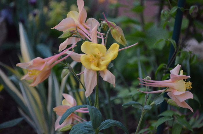 DSC_0952 - 1Gradina mult visata