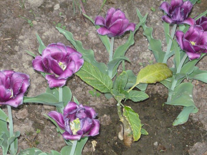 Picture 1909 - curtea primavara