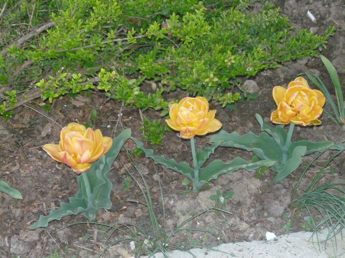 Picture 1910 - curtea primavara