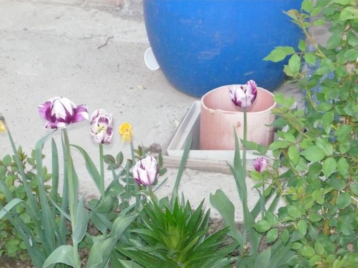 Picture 1911 - curtea primavara