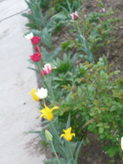 Picture 1912 - curtea primavara