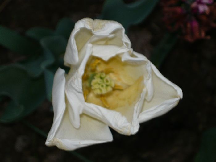 Picture 1914 - curtea primavara