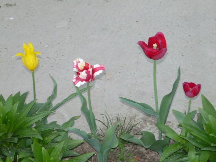 Picture 1915 - curtea primavara