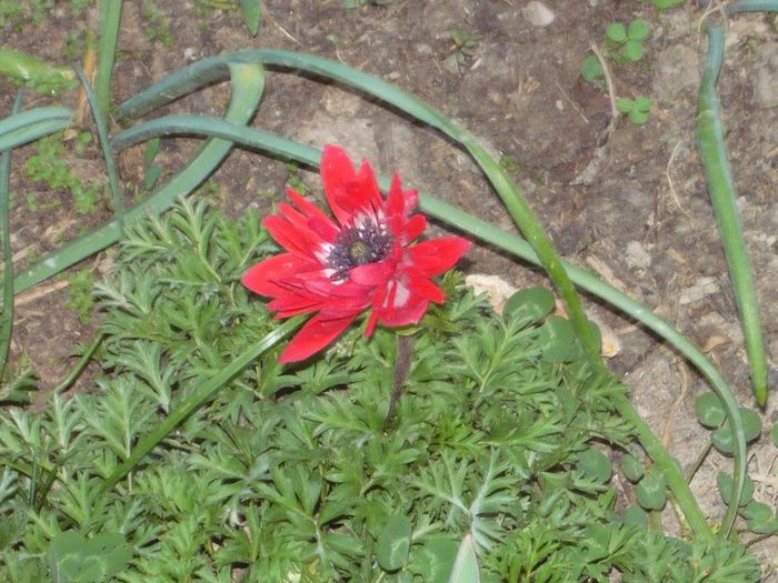 Picture 1917 - curtea primavara