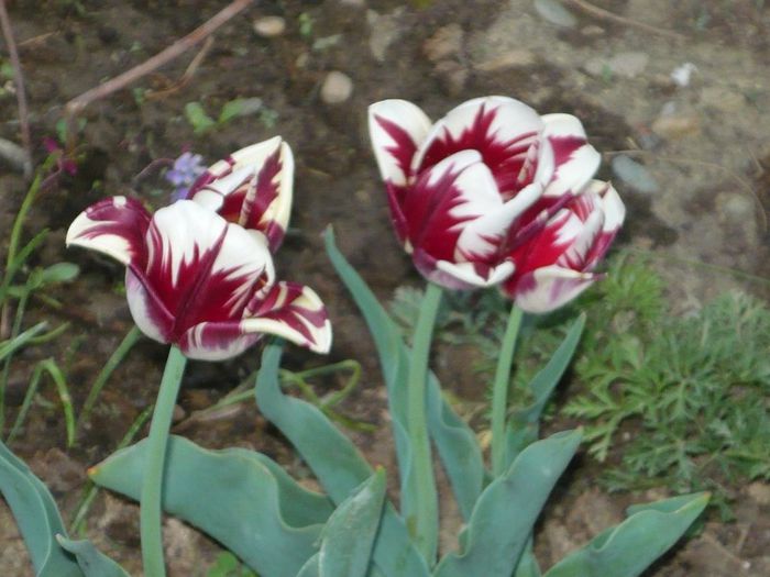 Picture 1918 - curtea primavara