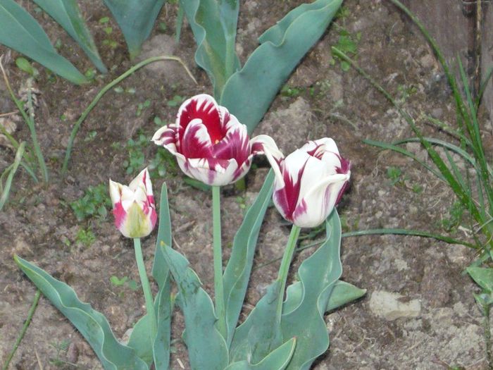 Picture 1919 - curtea primavara