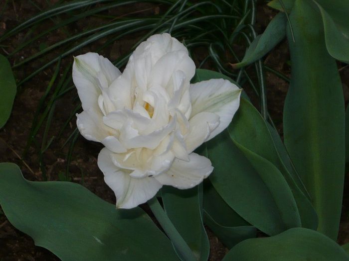 Picture 1920 - curtea primavara