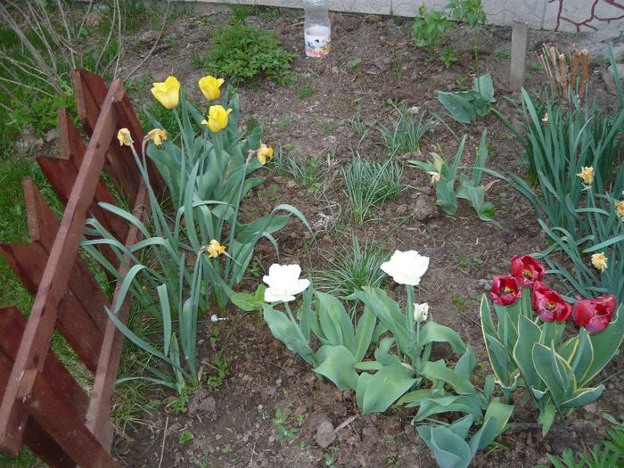 Picture 1921 - curtea primavara