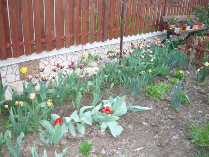 Picture 1922 - curtea primavara