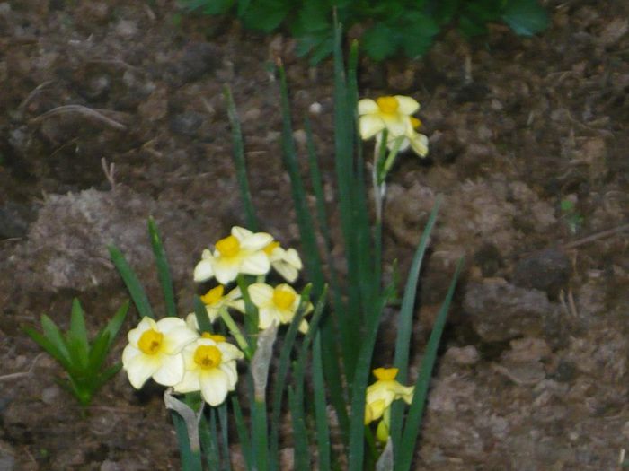 Picture 1930 - curtea primavara