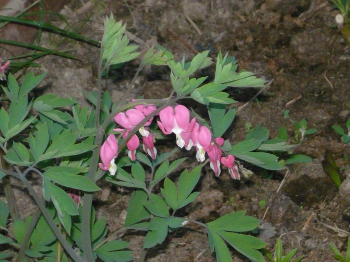 Picture 1931 - curtea primavara