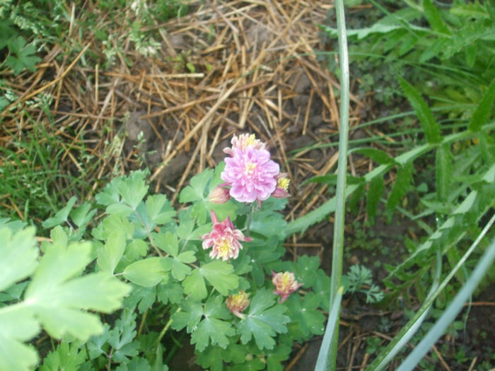 DSCF0462 - primavara