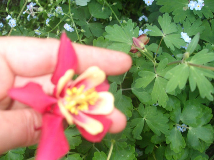 DSCF0464 - primavara