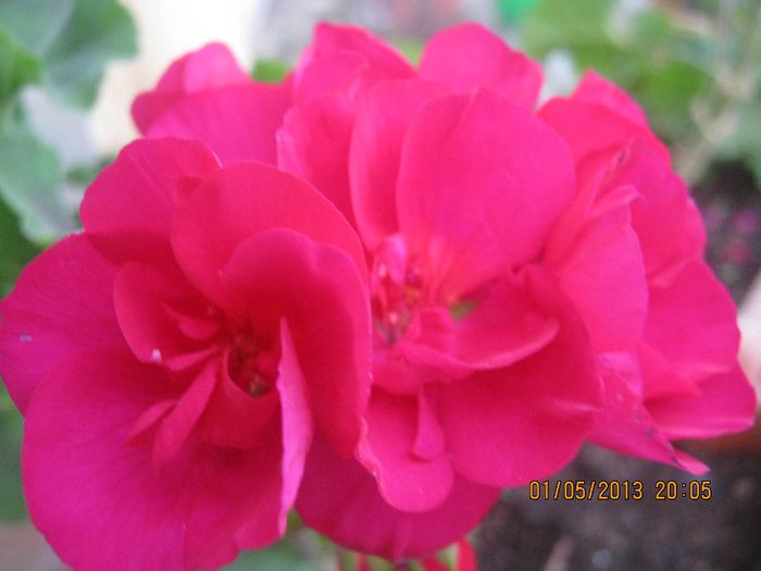 IMG_0004 - FLORILE  ANULUI  2013