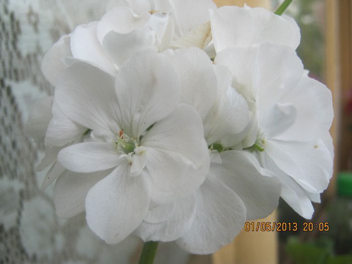 IMG_0005 - FLORILE  ANULUI  2013